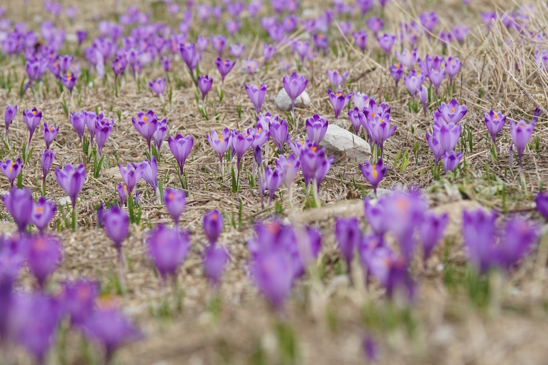 Capturing the Prairie Crocus: A Photographer's Journey to Mastery