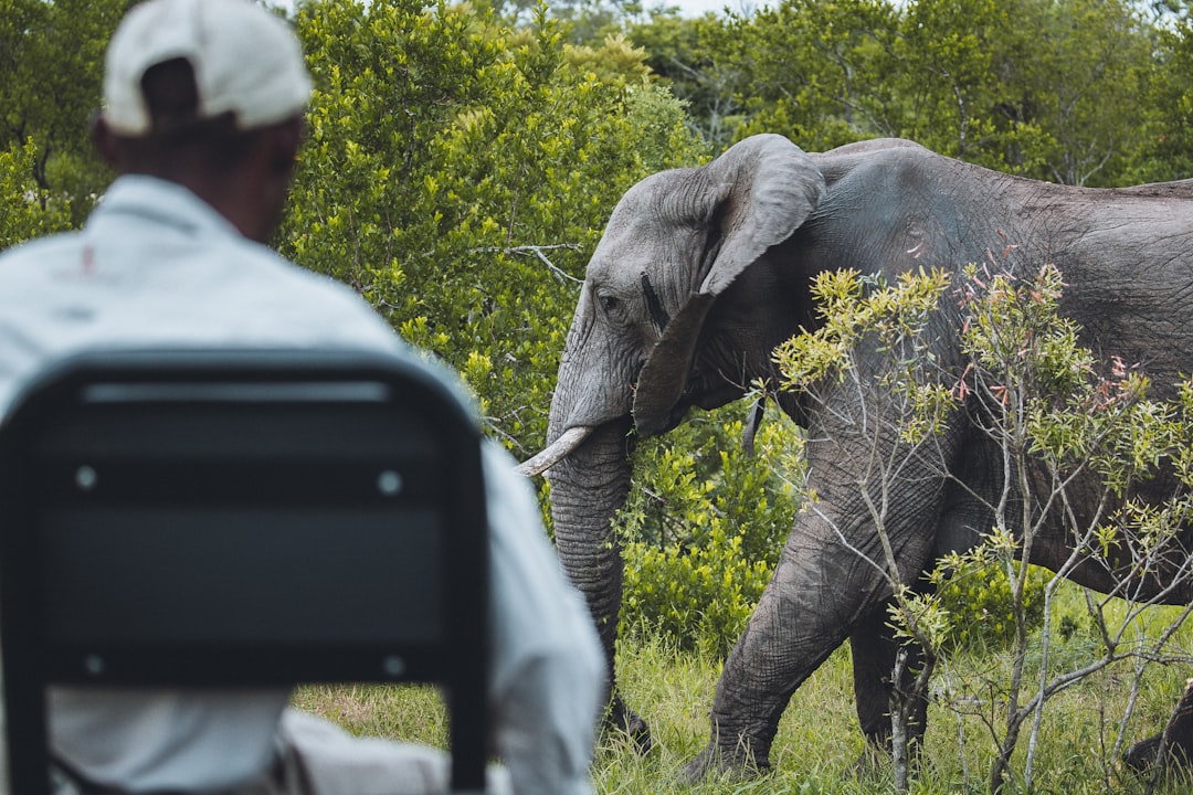 Elevate Your Wildlife Shots with High-Key Photography Techniques